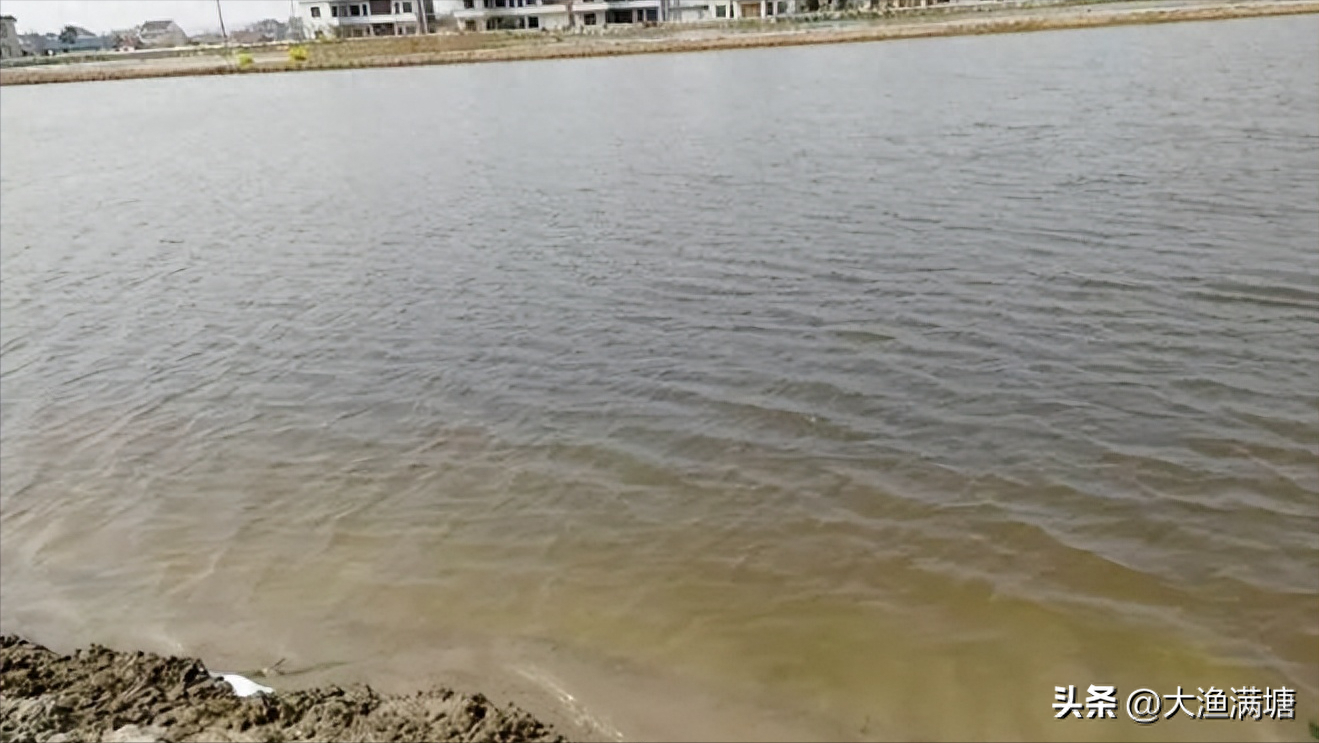水產低溫肥水技巧和方法，魚塘肥水肥不起來是怎么回事？建議收藏